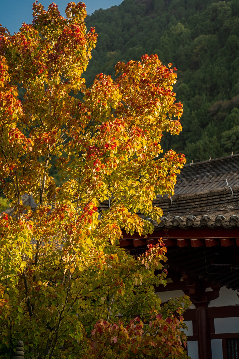 DSC06719-178_副本.jpg